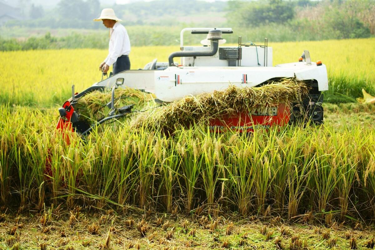 近一年黄金价格走势深度解析,市场波动与机遇探析