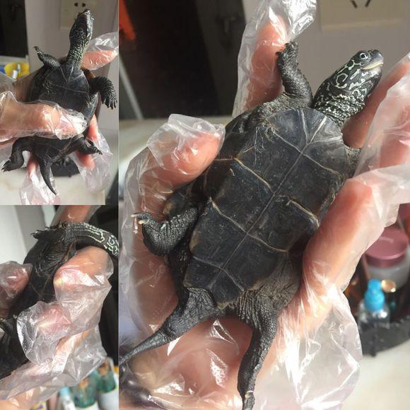 最新龟友网龟价信息及龟行之旅,寻找内心平静的旅程