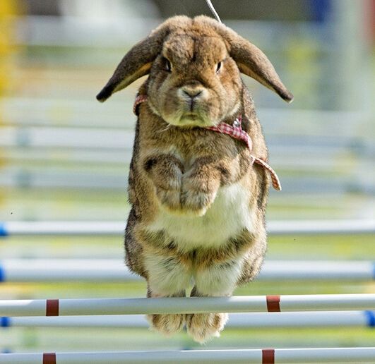 动物比赛,自信与成就感的奇妙探索之旅