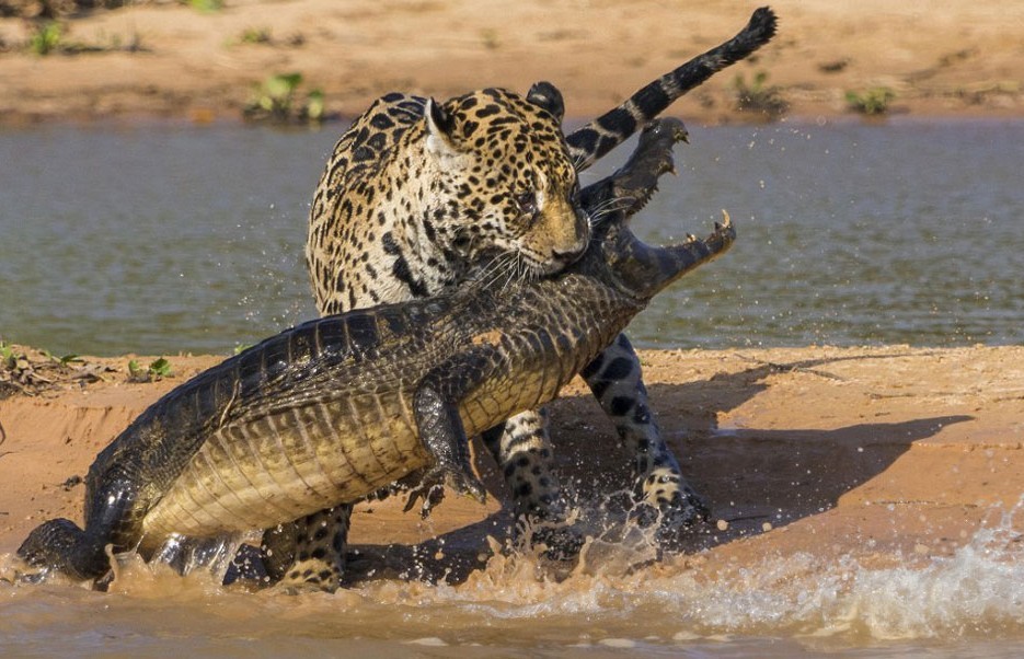 动物比赛,自信与成就感的奇妙探索之旅