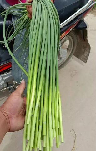 巨野蒜苔市场探秘，价格背后的温情与陪伴小故事