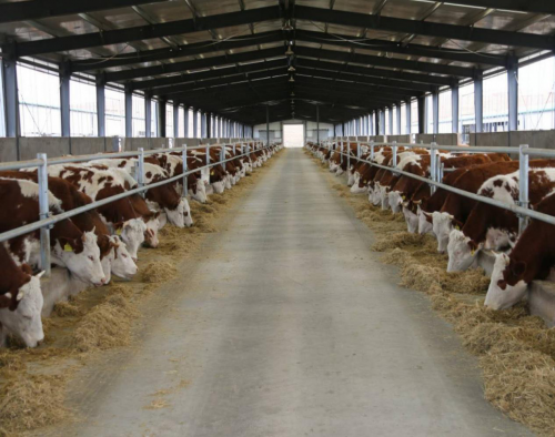 牛养殖最新动态,自然美景之旅的鼓舞人心探索