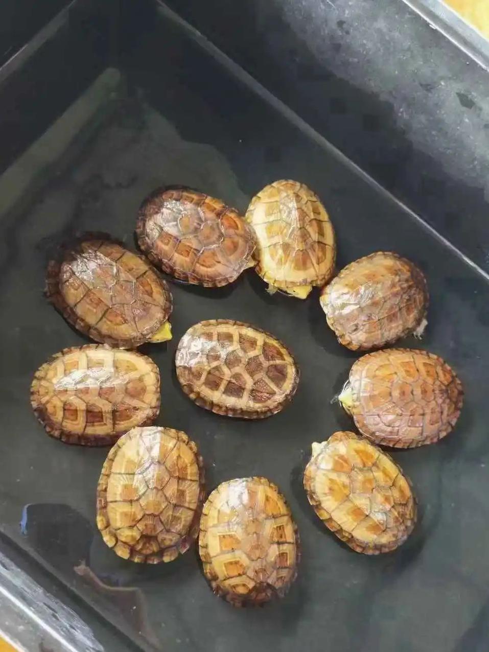 龟价行情探秘,小巷深处的养龟特色小店