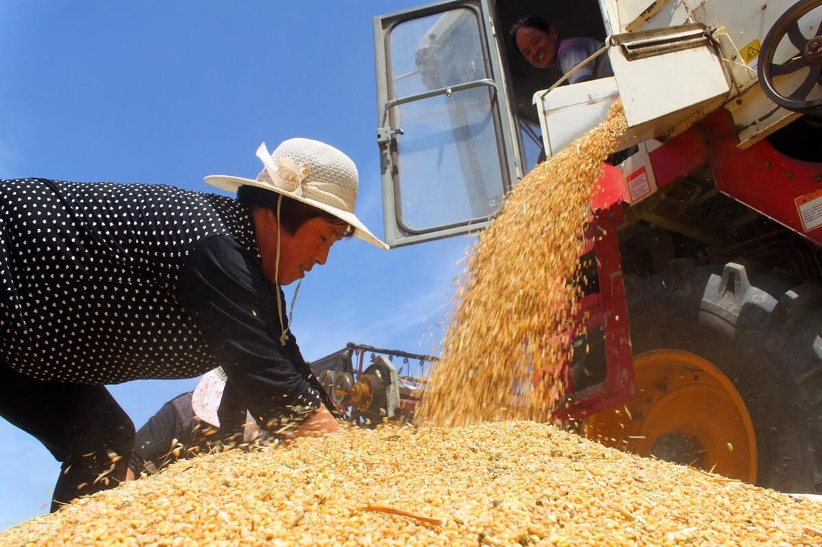 今日小麦价格行情更新,最新市场动态解析