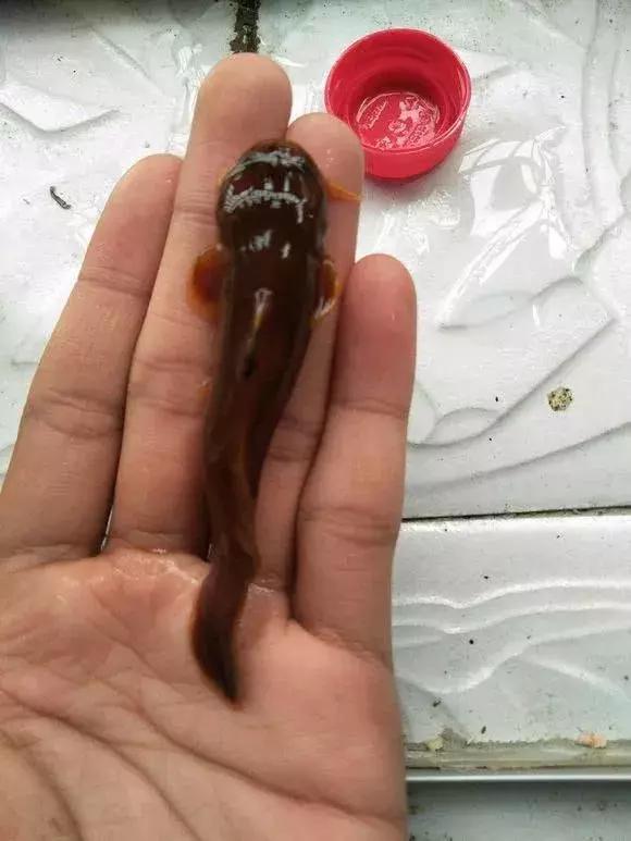 鱼种价格查询与比较指南，教你如何轻松获取最优价格！