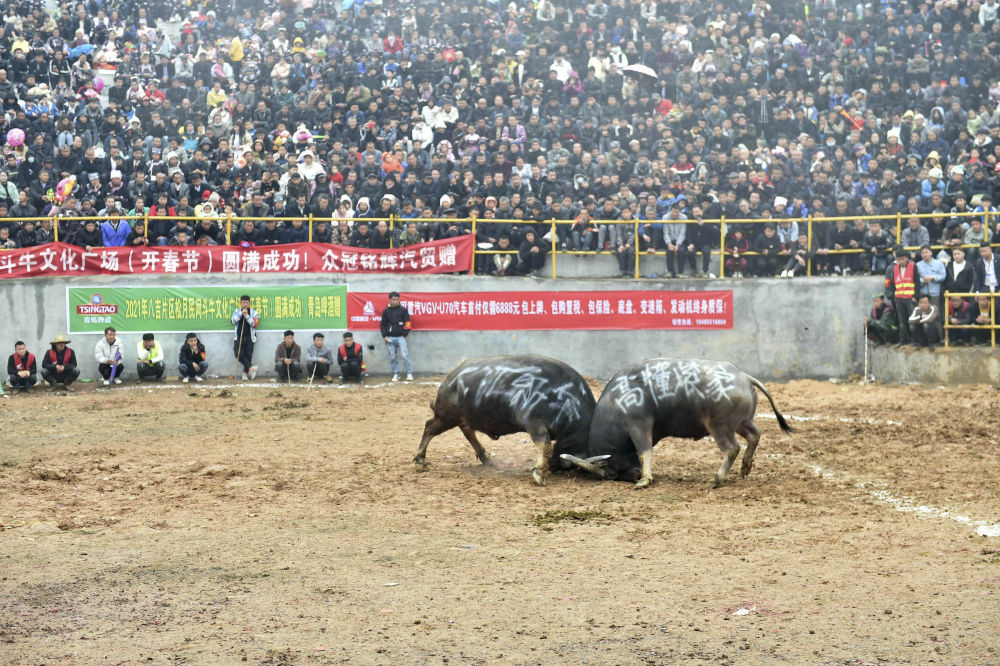 苗族斗牛节精彩瞬间,巷弄深处的独特斗牛文化与风味展现