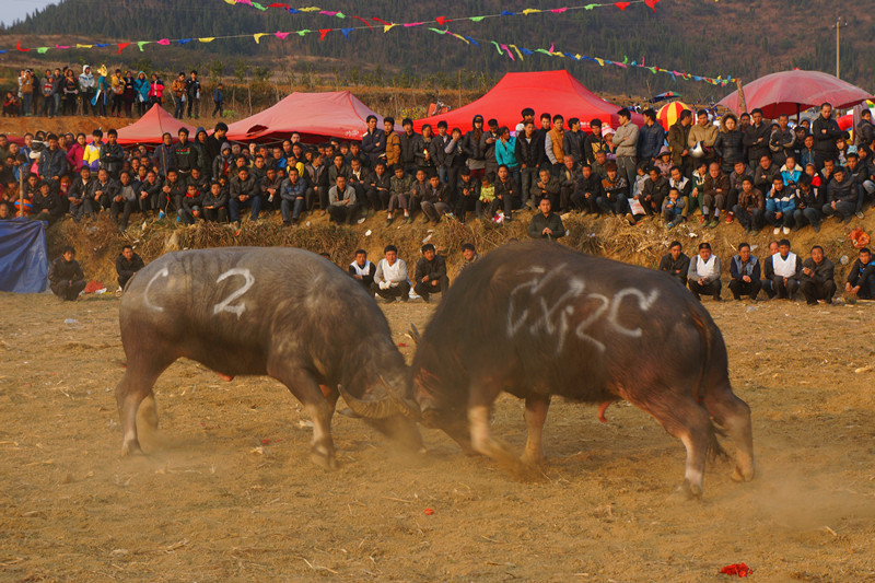 苗族斗牛节精彩瞬间,巷弄深处的独特斗牛文化与风味展现