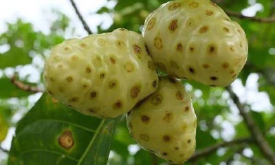 诺丽果价格表揭秘,探寻自然美景的旅行之旅