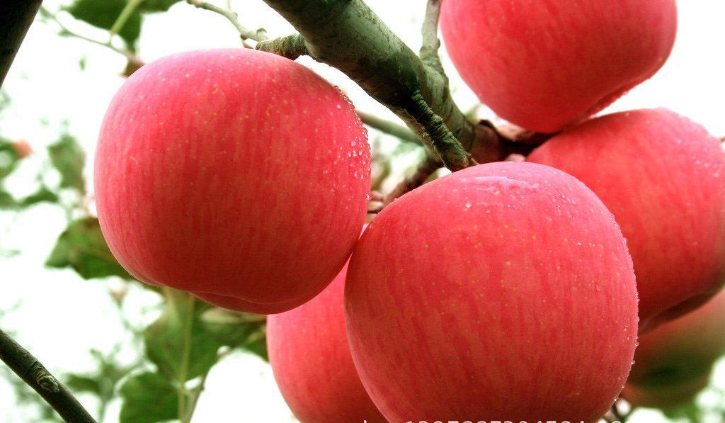 季节更迭中的温情,新鲜苹果上市与友情、家庭的交织故事