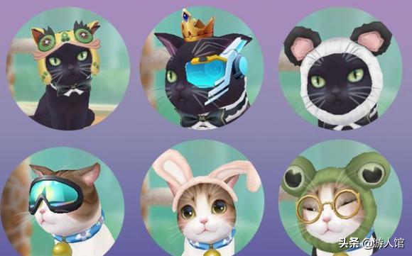 喵绅士引领猫界时尚潮流,最新动态揭秘精英风采