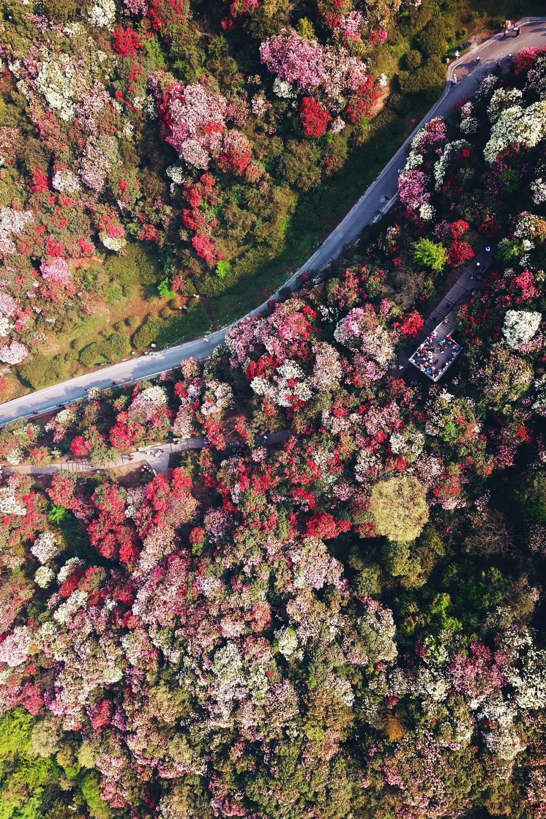 百里杜鹃发展规划,绽放的花朵与我们的故事之旅
