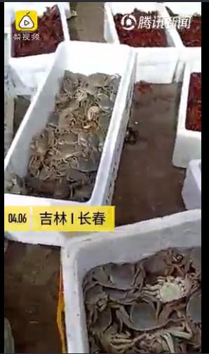 长春同心湖动态资讯，探索自然美景，寻觅内心平和与宁静的旅行