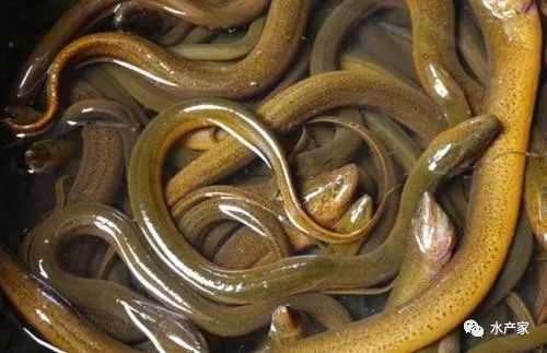 黄鳝最新价格走势及影响因素分析,市场动态深度解读