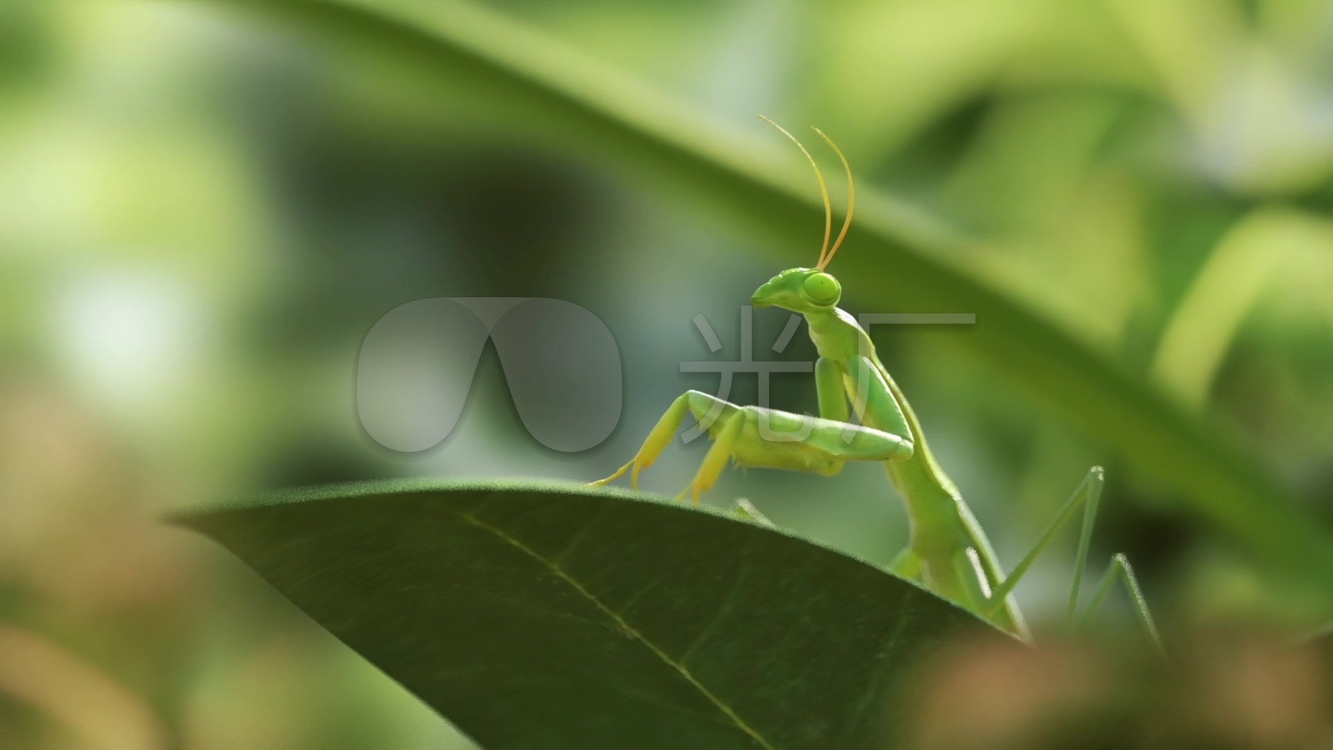 螳螂最新视频,自然之旅的心灵鼓舞