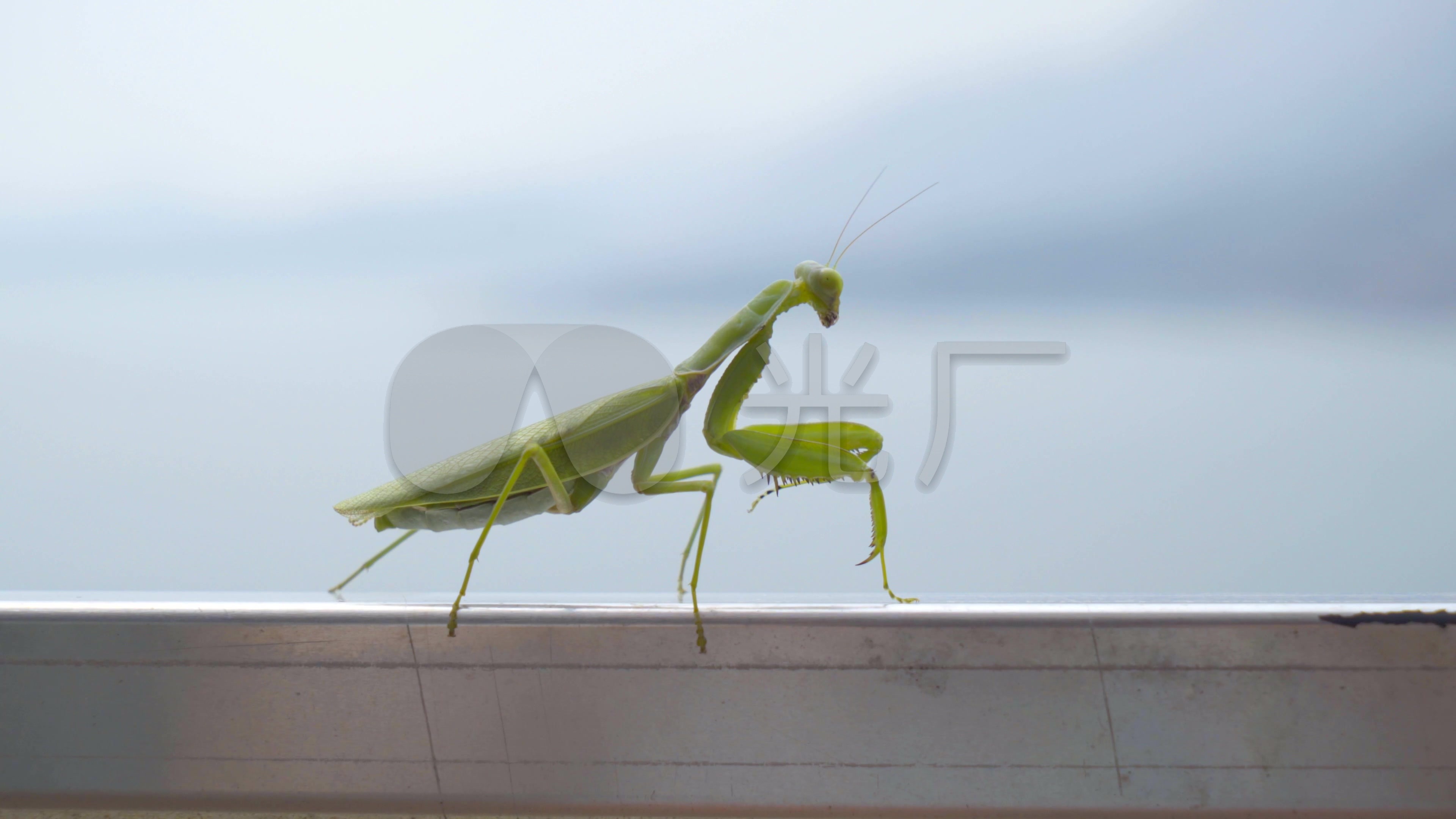 螳螂最新视频,自然之旅的心灵鼓舞