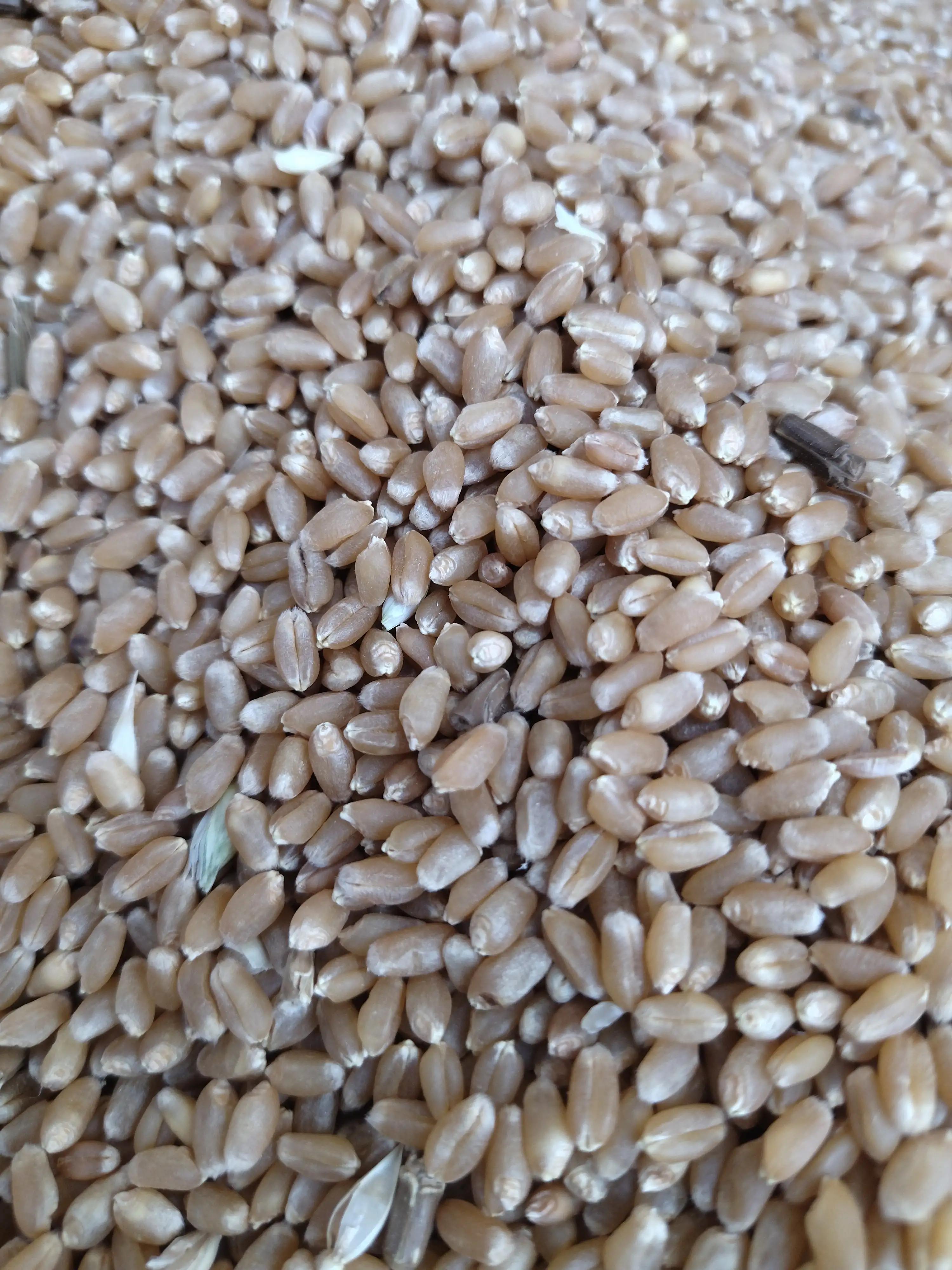 科技重塑粮食价值,智能麦价新时代引领麦子最新价格风潮