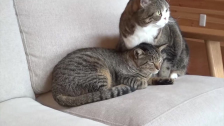 猫咪maomiav最新域址揭秘与观点论述,深度探讨猫咪文化的魅力与变迁