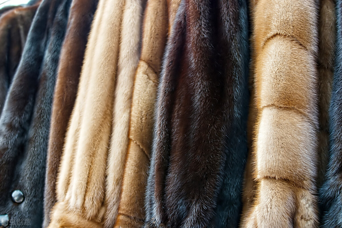 水貂皮最新价格动态,时尚界的璀璨新星闪耀登场