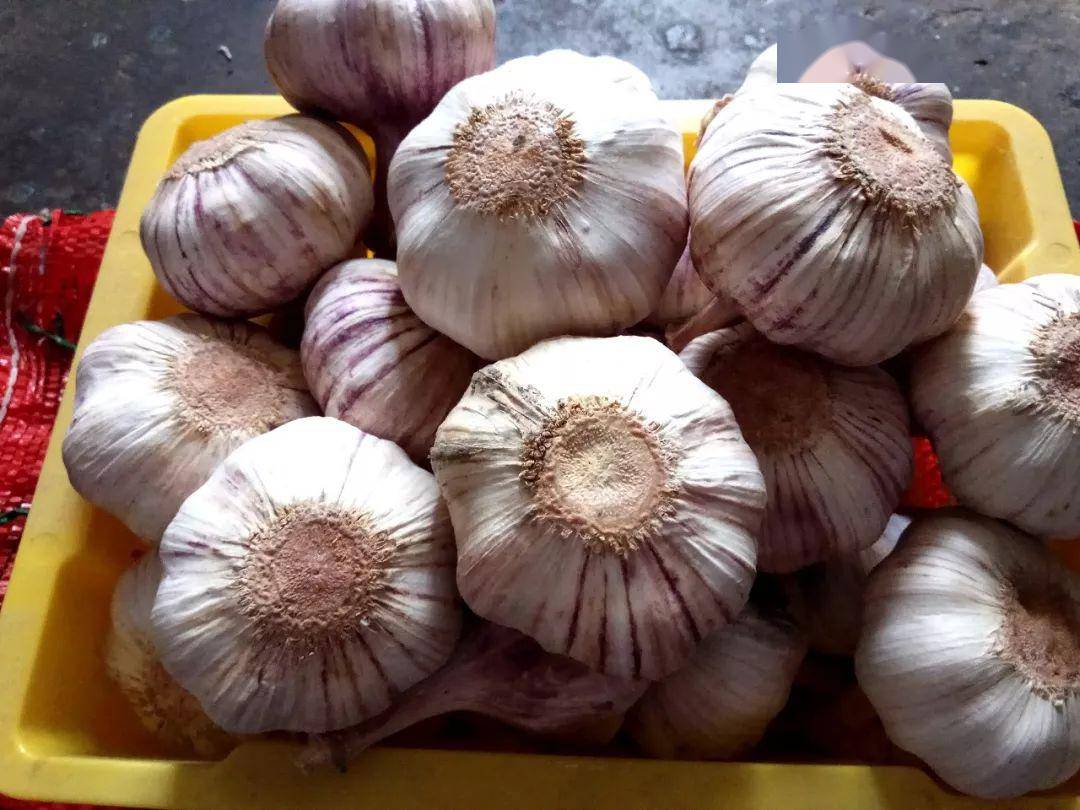 中牟县大蒜最新价格与时代背景下的蒜价变迁