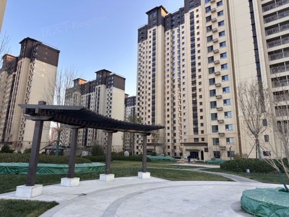 橄榄绿洲最新动态更新🌳