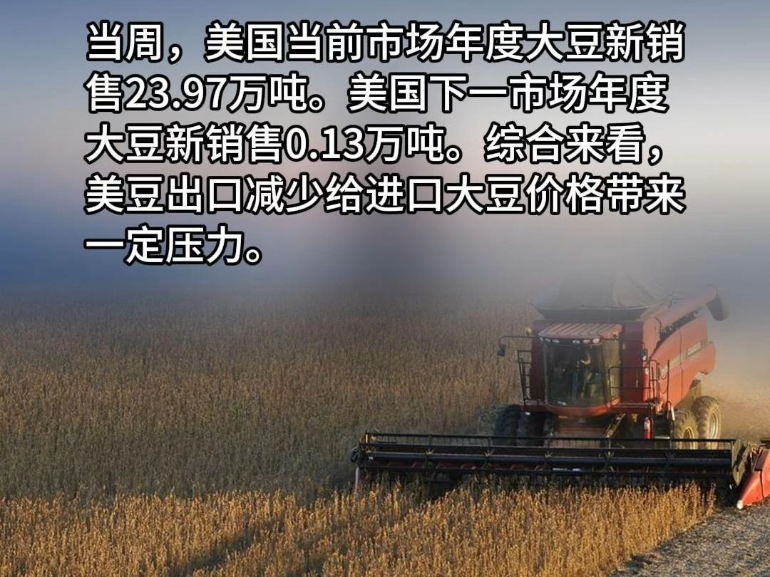 一粒豆子背后的奇妙旅程与励志故事,美豆最新篇章揭晓