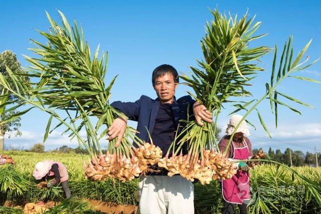云南生姜最新价格行情,机遇与挑战并存的自我超越旅程