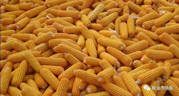 广东玉米最新行情揭秘,巷弄风情与神秘小店的玉米故事