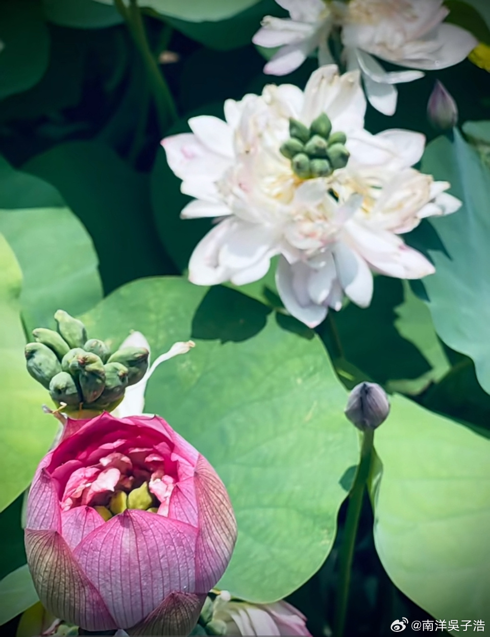 碧荷最新番外篇章揭晓!