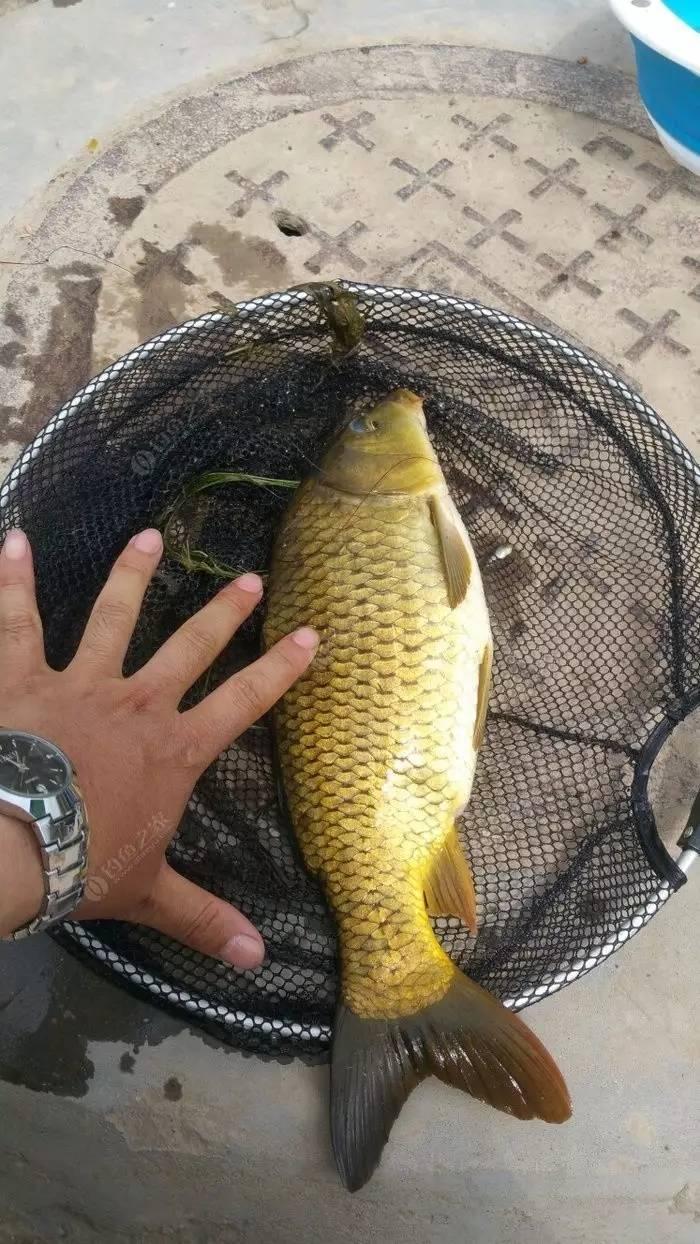 满城最新钓鱼地点指南,适合初学者与进阶用户的钓鱼胜地