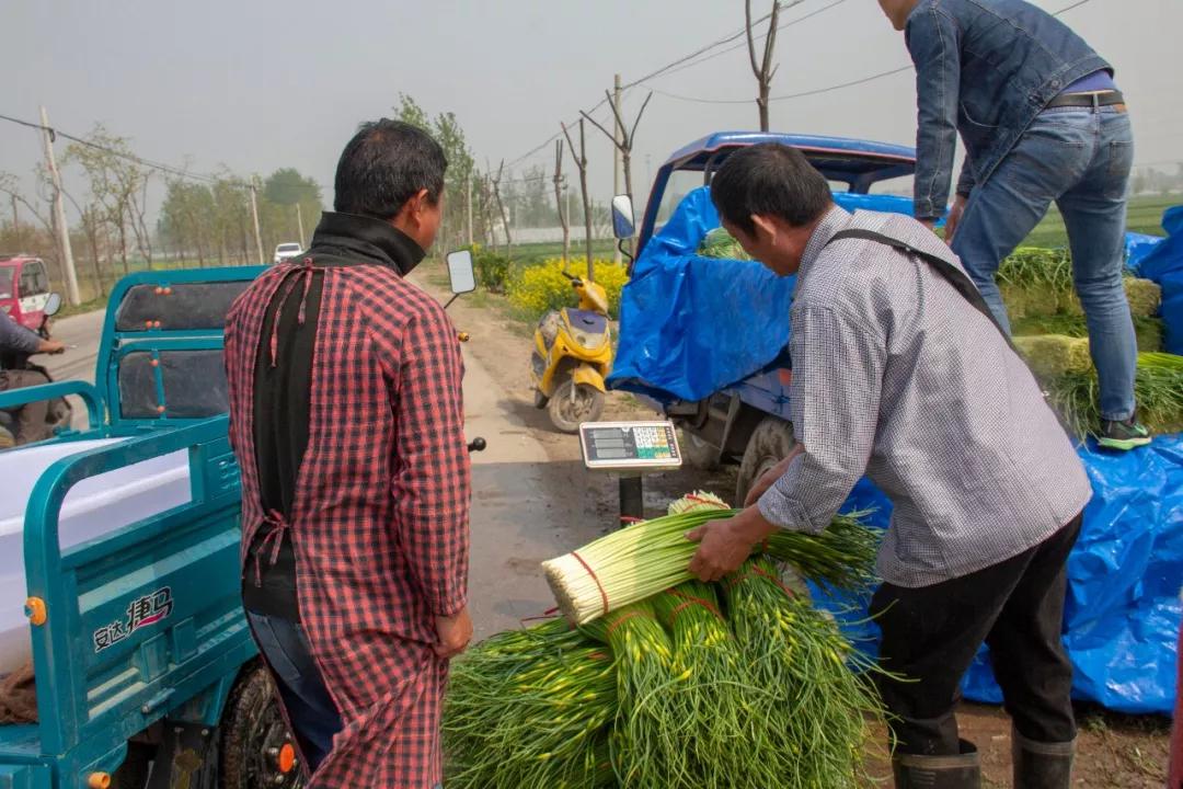 全国蒜薹最新价格回顾与洞察,洞悉市场动态,洞悉未来趋势