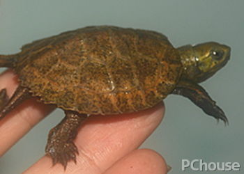 最新石龟价格解析,多元观点与个人立场的探讨