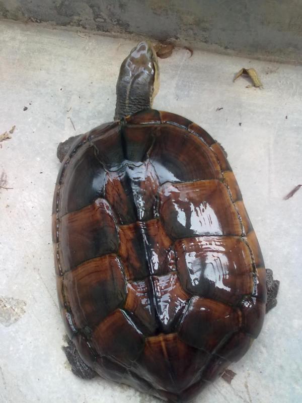 最新石龟价格解析,多元观点与个人立场的探讨