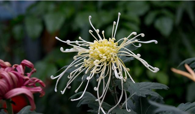 园艺艺术新配方引发争议,摧花最新配方探讨