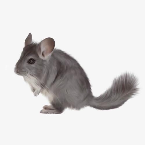 灰色老鼠最新动态,背景、事件、影响与时代地位概述