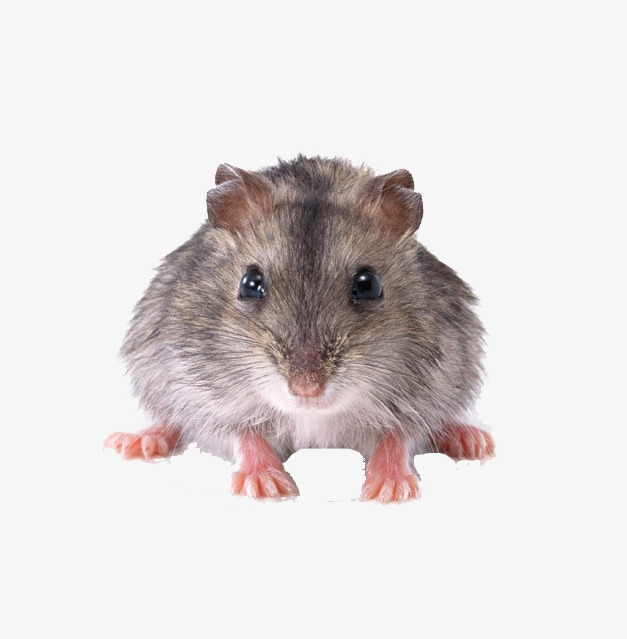 灰色老鼠最新动态,背景、事件、影响与时代地位概述