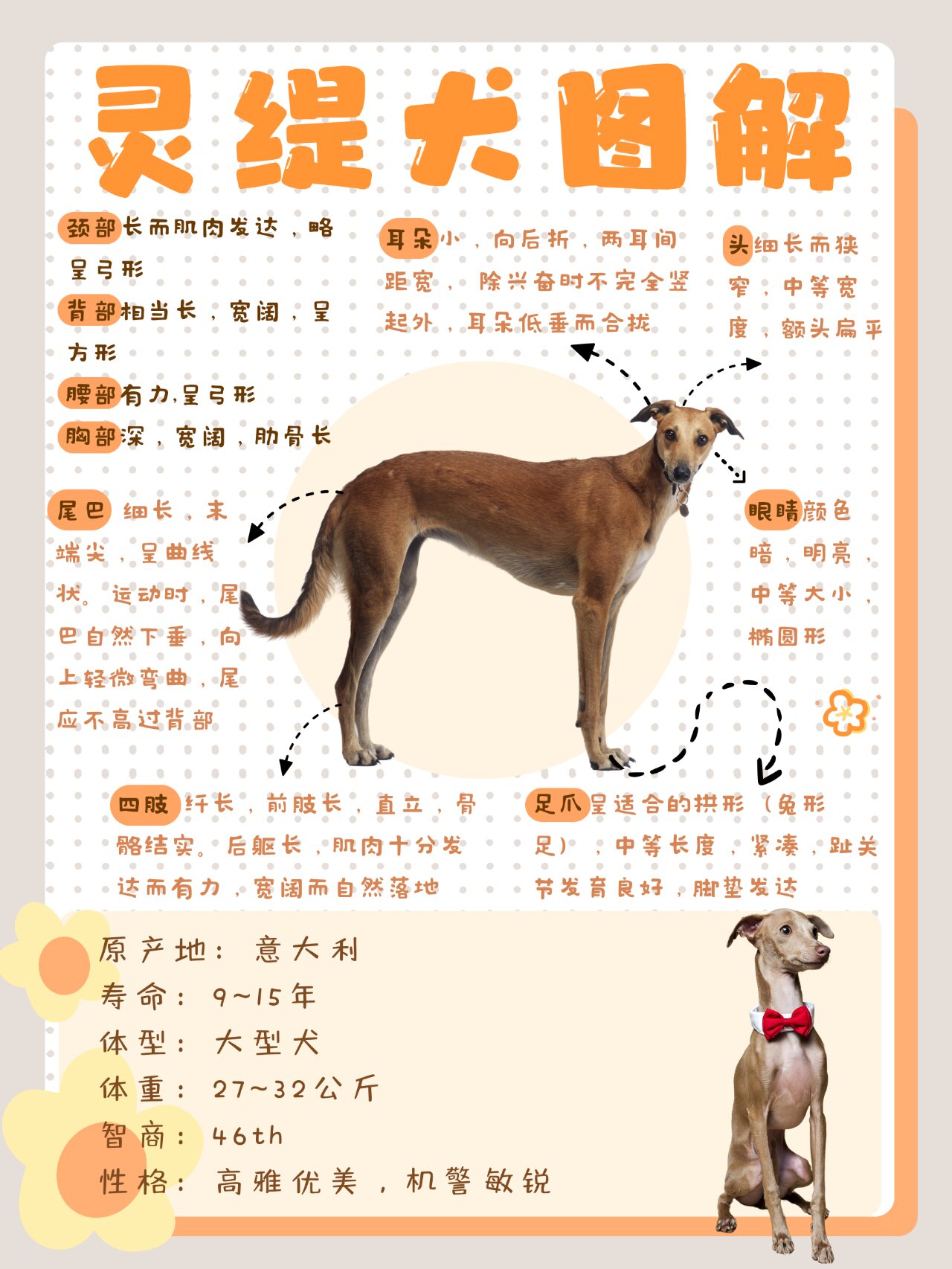 最新魏玛犬科普知识详解,要点与特点一网打尽