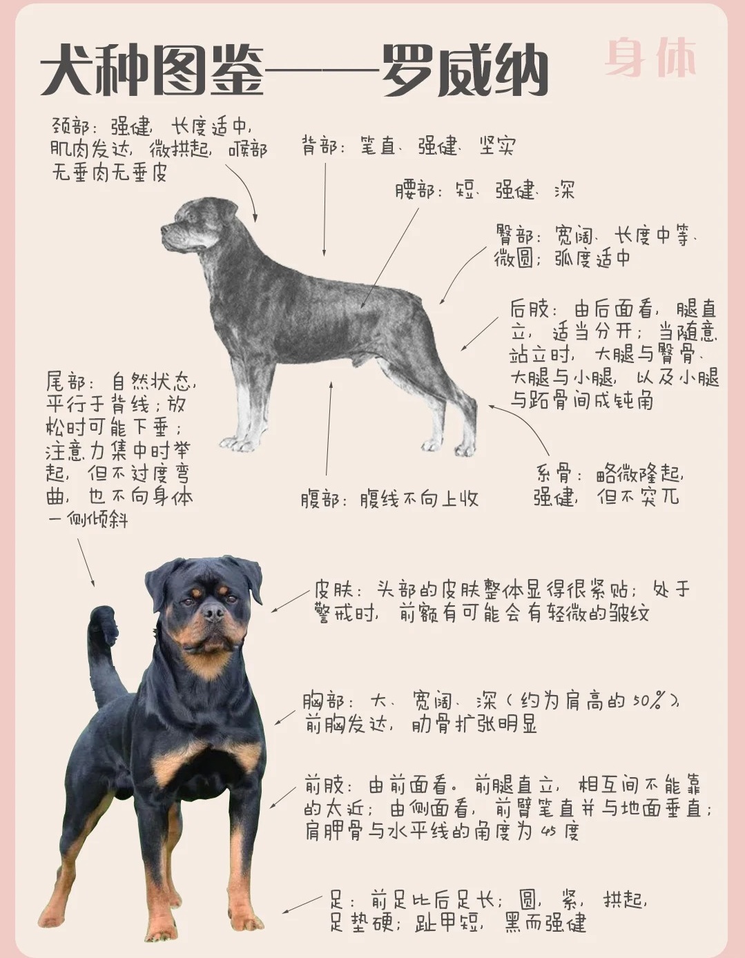 最新魏玛犬科普知识详解,要点与特点一网打尽