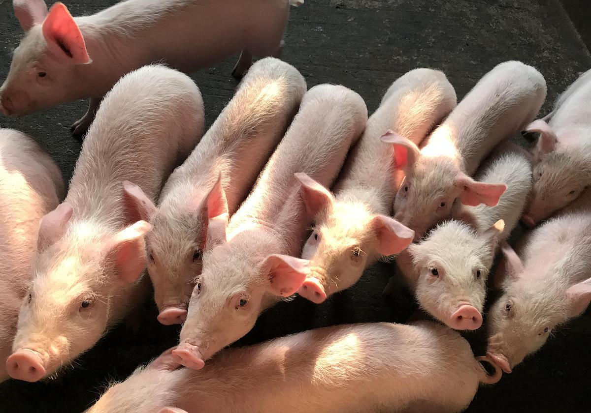 最新猪价动态,市场变化中的学习之旅与自信成就之路