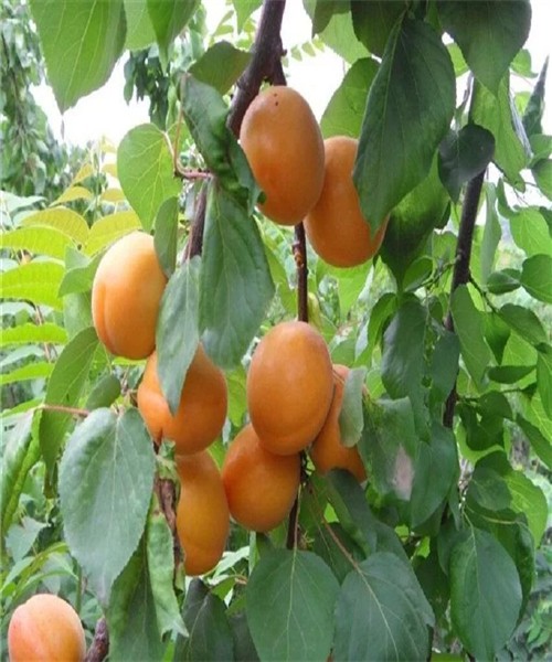 最新品种杏树,变化、学习与自信的力量引领发展之路