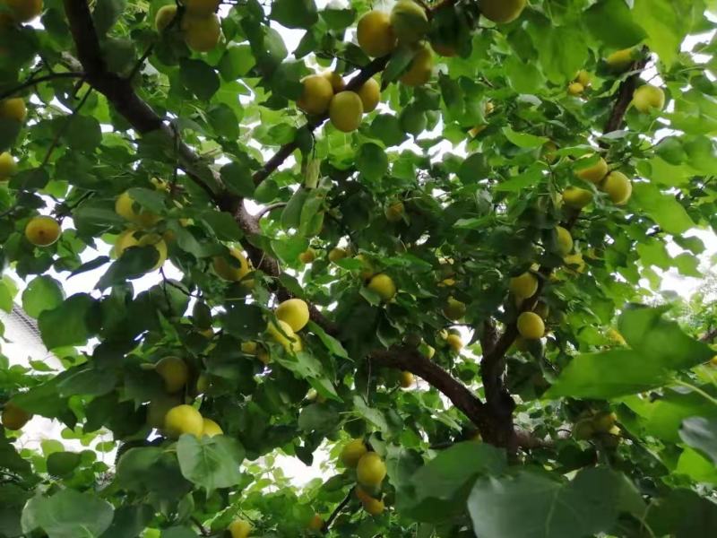 最新品种杏树,变化、学习与自信的力量引领发展之路