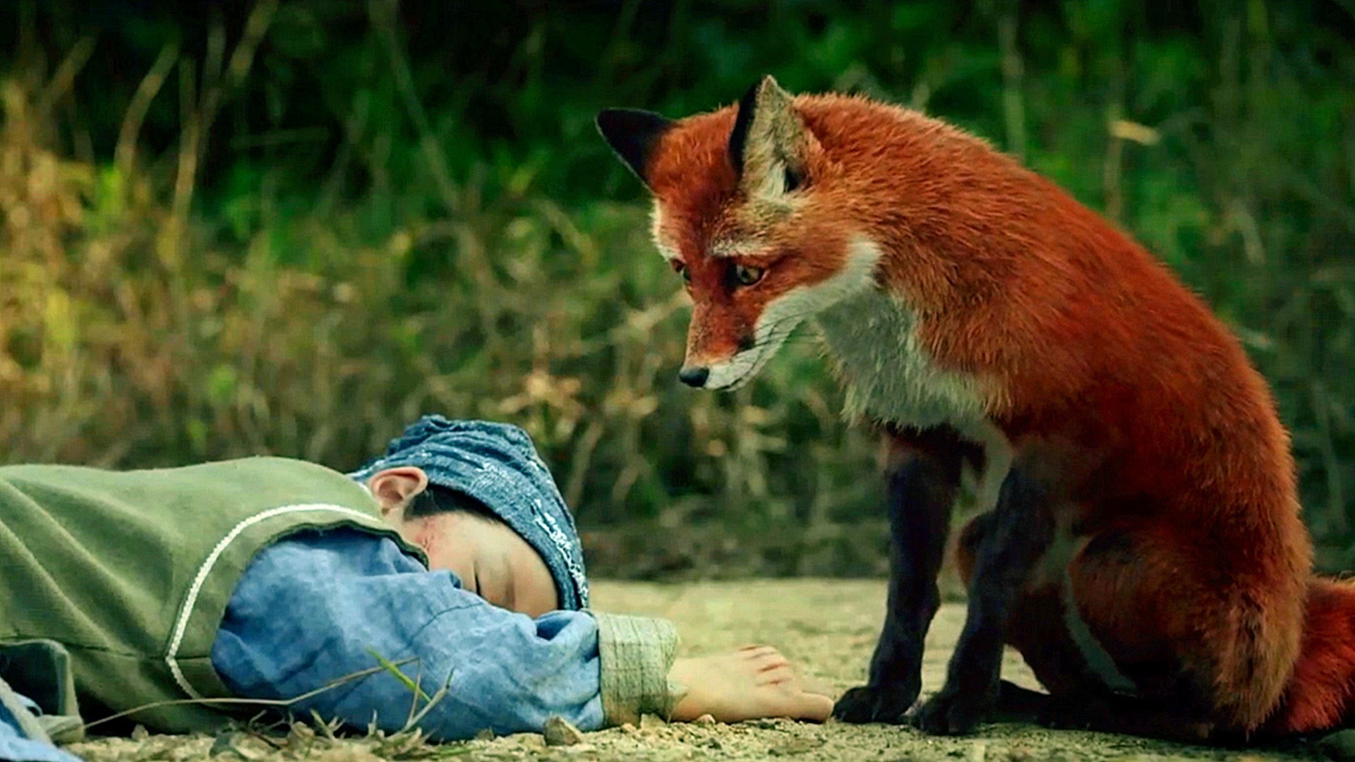 最新狐狸电影,时代印记与文化回响的视听盛宴