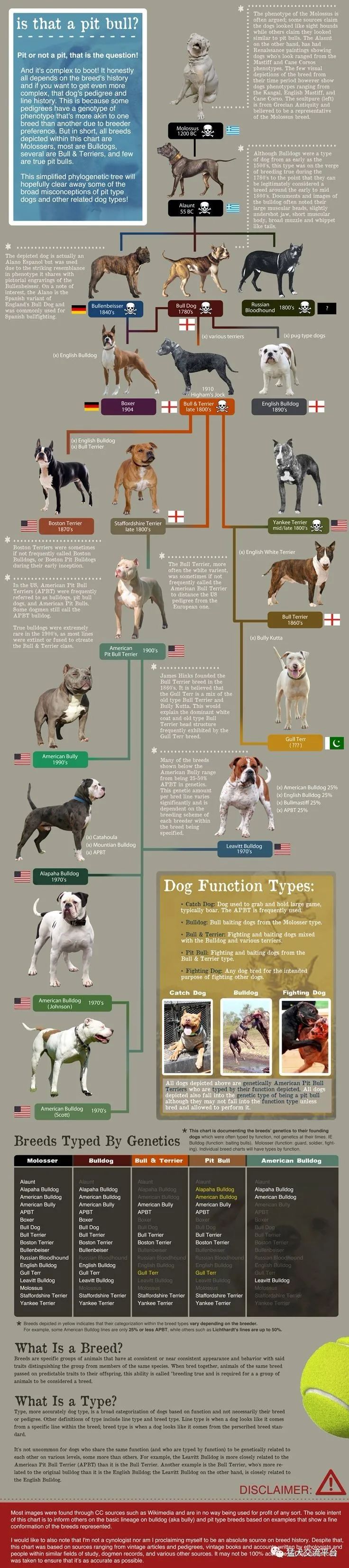 最新魏玛犬科普知识详解，要点与特点一网打尽